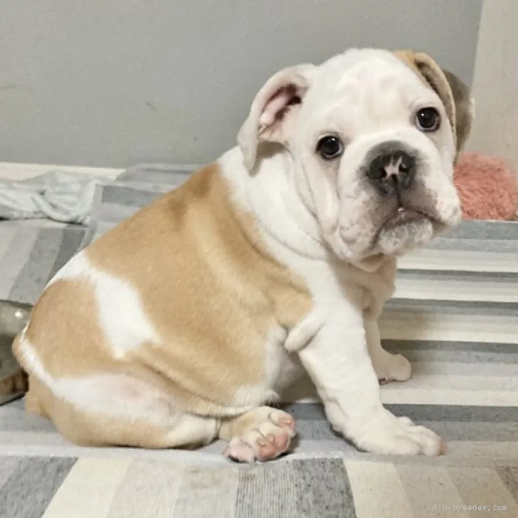 ID:2304-01140の子犬