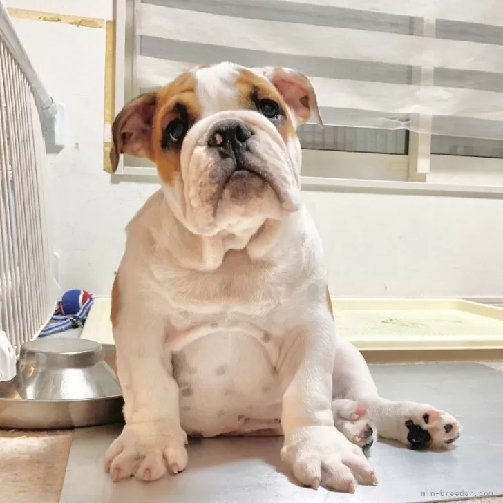 ID：2407-01822の子犬