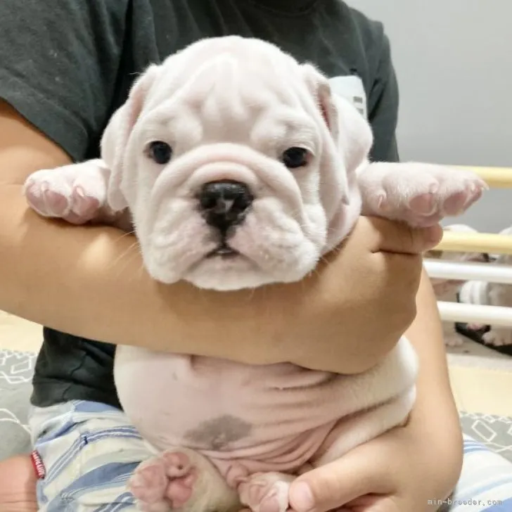 ID：2308-02005の子犬