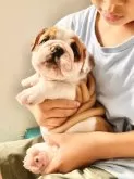 ブルドッグ【埼玉県・男の子・2024年5月20日・レッド&ホワイト】の写真4「犬も人も大好きっ子🥰」