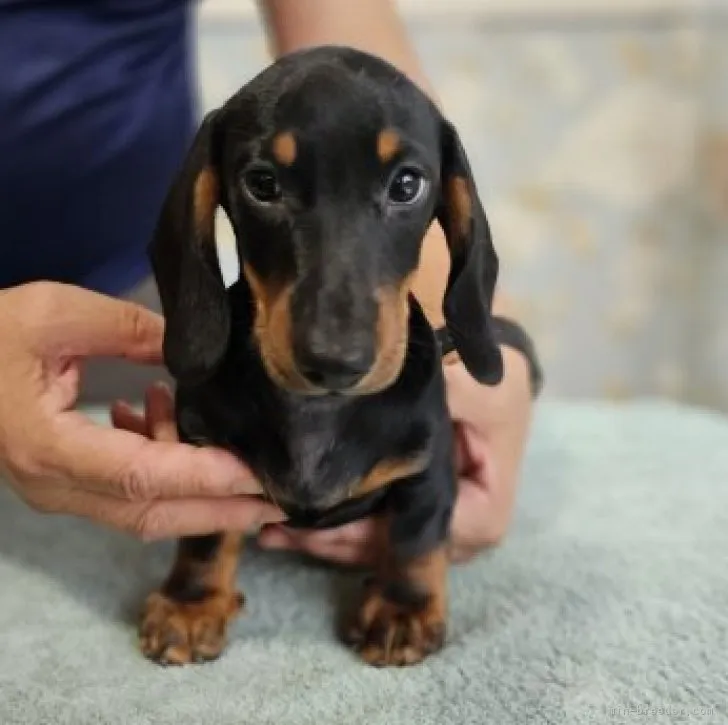 ID：2308-01821の子犬