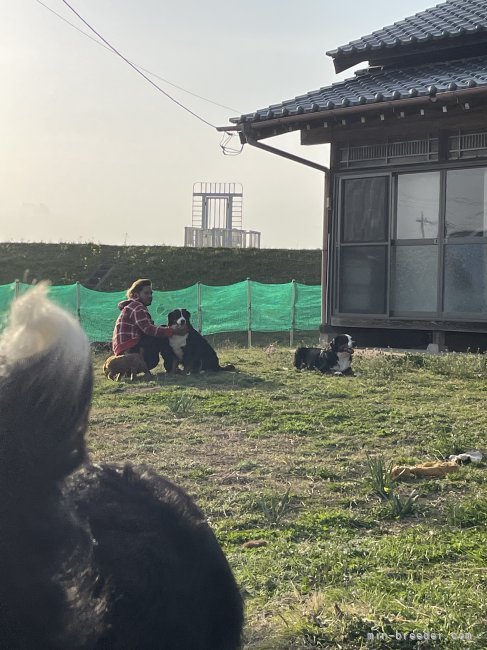 マイ ドッグランという名のお庭です😂🏡500坪程の広さです👨‍🌾｜関口　香織(せきぐち　かおり)ブリーダー(茨城県・トイプードルなど・JKC登録)の紹介写真5