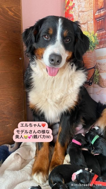 関口香織ブリーダーのブログ：エルサ🐻‍赤ちゃん👶11人兄妹産まれました🥰❤️