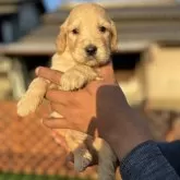 ゴールデンドゥードル(プードル×ゴールデンレトリバー)【茨城県・男の子・2025年10月19日・ホワイト クリーム アプリコット】の写真1「兄弟の中でもクリーム色が濃い可愛い男の子です😍❤️」