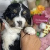 バーニーズ・マウンテン・ドッグ【茨城県・男の子・2023年10月7日・ブラックラストアンドホワイト】の写真1