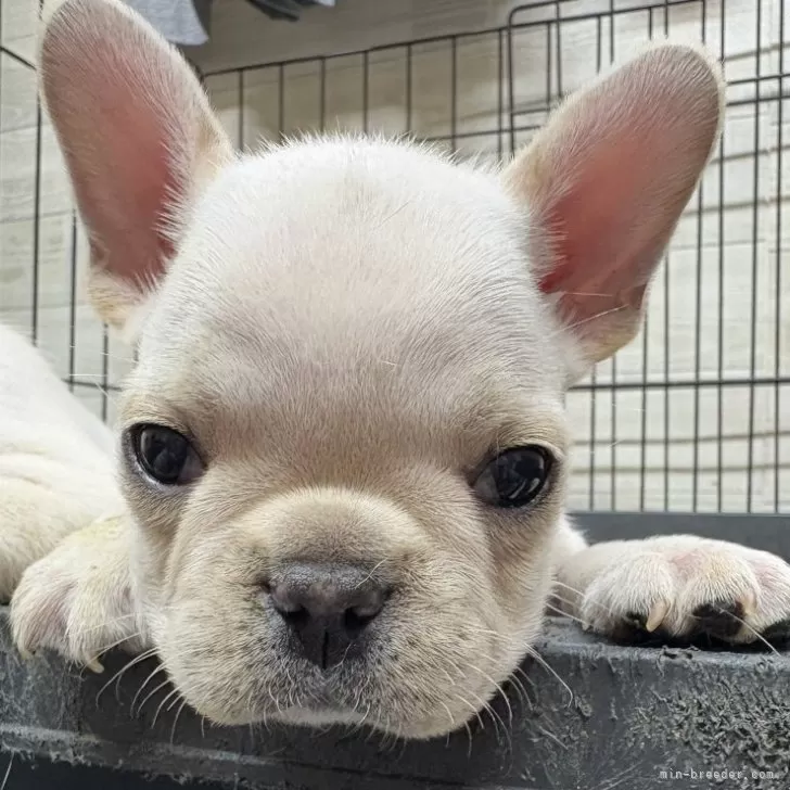 ID：2508-04717の子犬