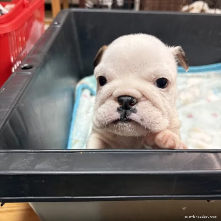 ID：2502-03918の子犬