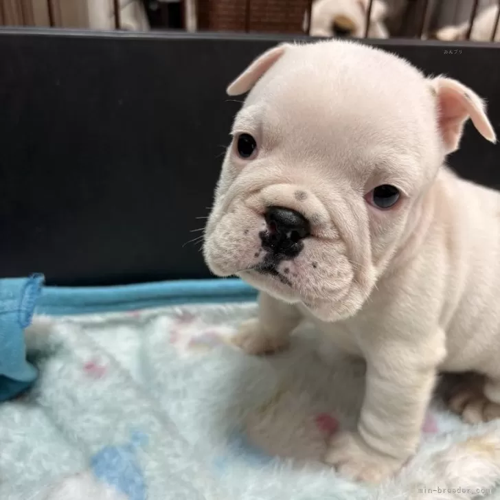 ID:2502-03916の子犬