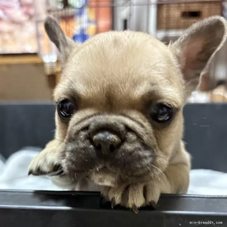 ID:2503-00514の子犬