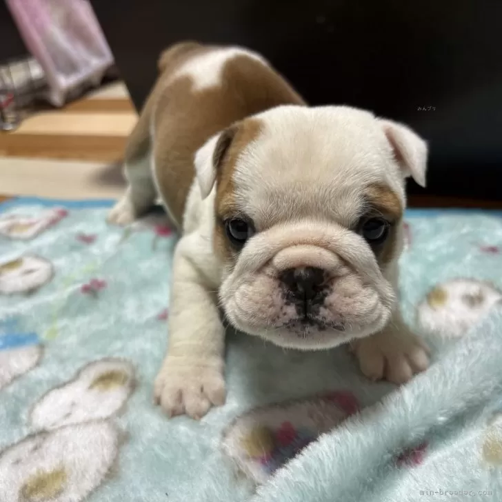 ID:2502-00938の子犬