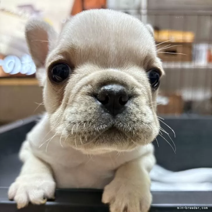 ID：2503-00511の子犬