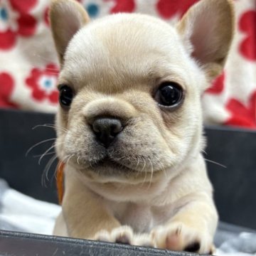 フレンチブルドッグ【岡山県・女の子・2025年10月27日・クリーム】の写真「ムチムチの女の子
健康診断(簡易)問題無し」