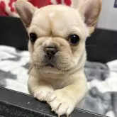 フレンチブルドッグ