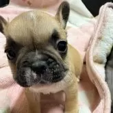 フレンチブルドッグ【岡山県・男の子・2025年11月7日・フォーン】の写真5