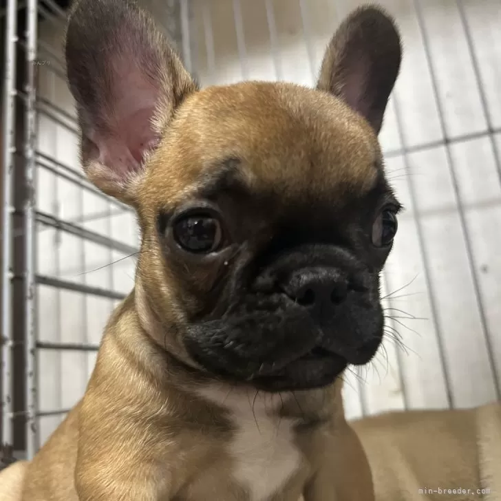 ID：2406-04222の子犬