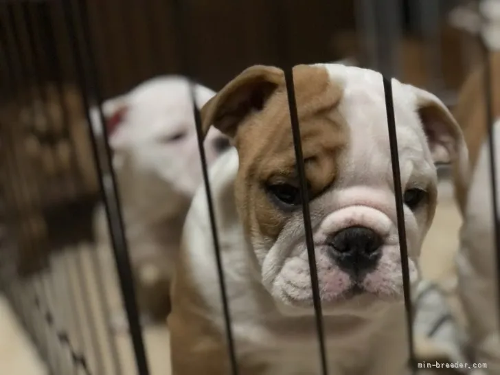 ID:2111-03376の子犬