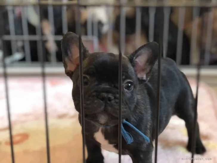 ID:2201-00304の子犬