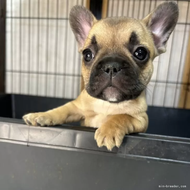 ID：2408-04057の子犬