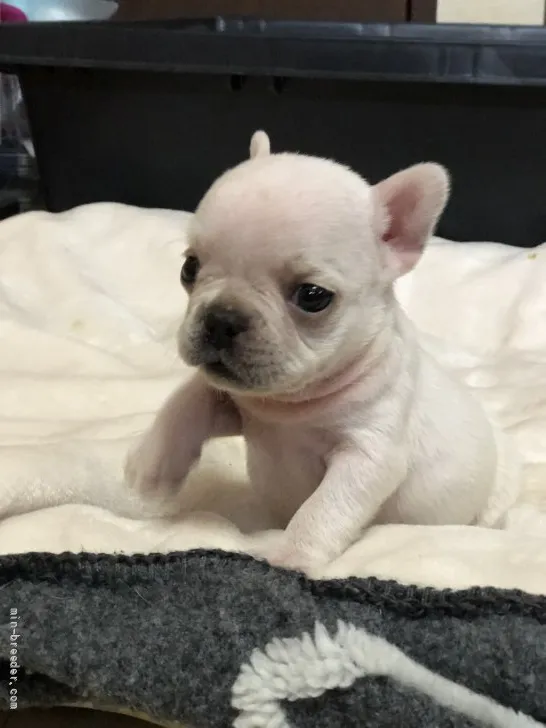 ID：2201-04013の子犬