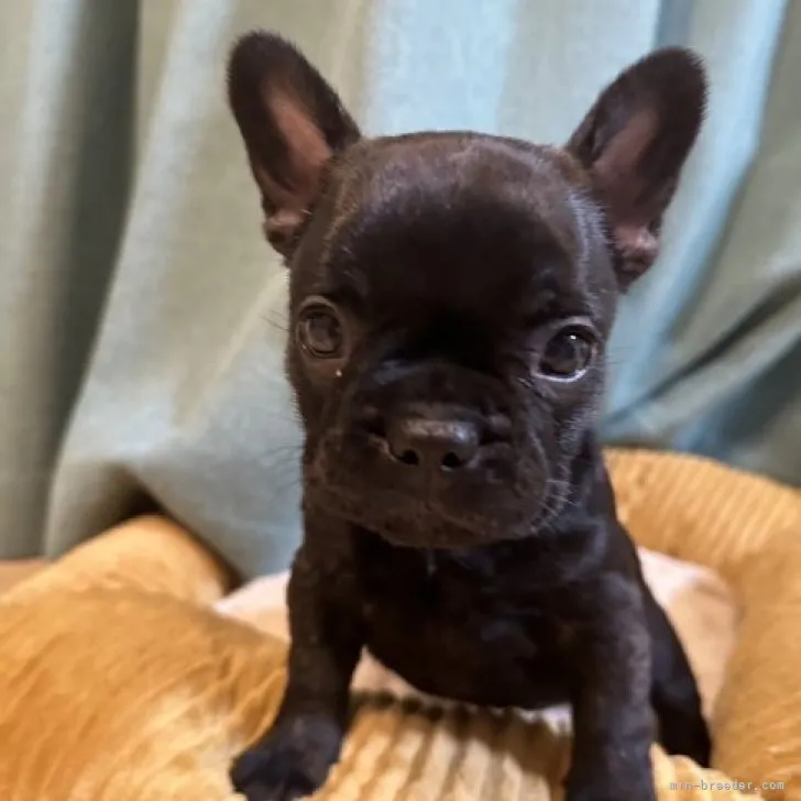 ID:2308-05733の子犬