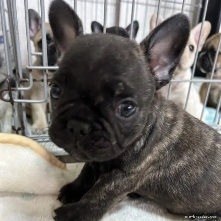 ID:2305-01147の子犬