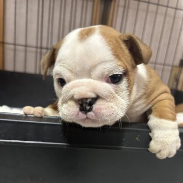 ブルドッグ【岡山県・男の子・2023年10月19日・レッドアンドホワイト】の写真「ちょっとイカつめ
愛嬌バッチリの甘えん坊です🎶」