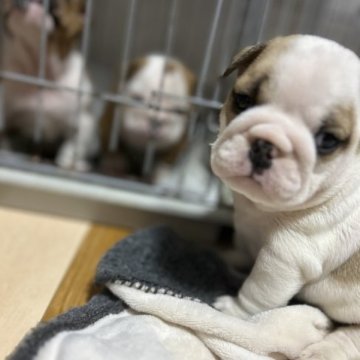 ブルドッグ【岡山県・男の子・2023年10月19日・フォーンアンドホワイト】の写真「愛嬌バッチリの甘えん坊です🎶」