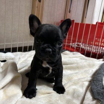 フレンチブルドッグ【岡山県・女の子・2023年8月21日・ブリンドル】の写真「愛想良しの女の子」