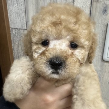 トイプードル(トイ)【東京都・男の子・2024年11月29日・オレンジフォーン】の写真「クリクリ目の可愛い男の子」