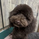 トイプードル(トイ)