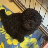 トイプードル(トイ)【東京都・男の子・2025年5月3日・ブラウン】の写真11