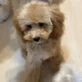 トイプードル(トイ)【東京都・女の子・2025年1月14日・オレンジフォーン】の写真4