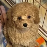 トイプードル(トイ)【東京都・女の子・2025年1月14日・オレンジフォーン】の写真10