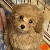 トイプードル(トイ)【東京都・女の子・2025年1月14日・オレンジフォーン】の写真11