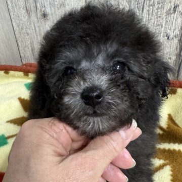 トイプードル(ティーカップ)【東京都・男の子・2024年2月14日・シルバー】の写真「まん丸目の可愛い男の子」