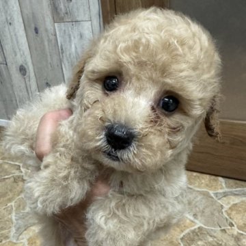 トイプードル(トイ)【東京都・男の子・2024年7月6日・オレンジフォーン】の写真「兄妹の中で1番の甘ったれくんです♡」