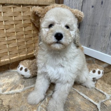 トイプードル(トイ)【東京都・女の子・2024年4月15日・ペールフォーン】の写真「いつも笑顔の可愛い女の子♡」