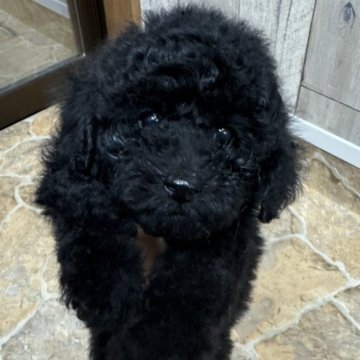 トイプードル(トイ)【東京都・女の子・2024年7月14日・ブラック】の写真「まんまる目の可愛い女の子♡」