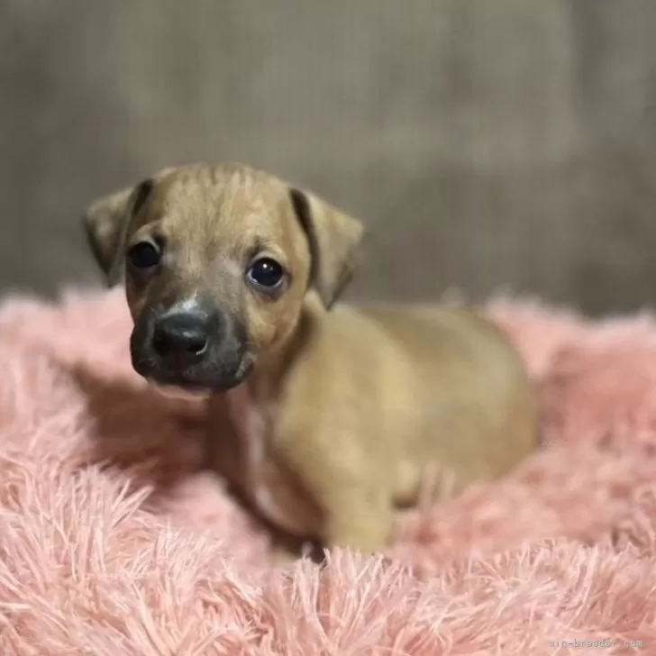 イタリアングレーハウンド【岩手県・男の子・2025年10月27日・レッドホワイト】の写真1