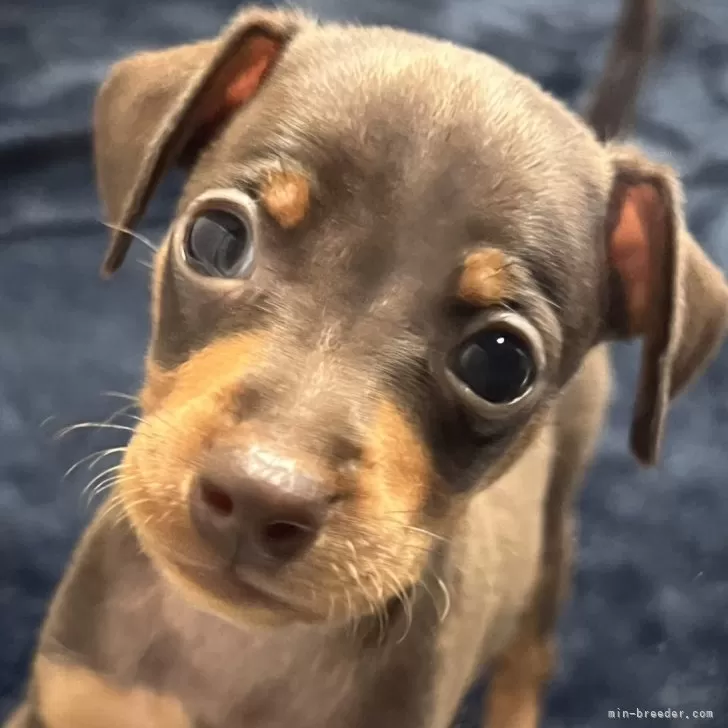 ID：2506-00408の子犬