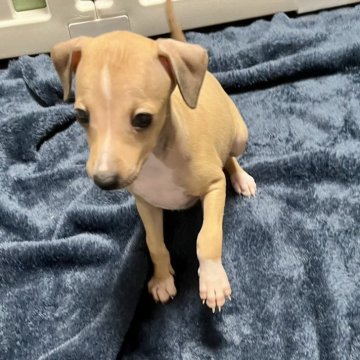 イタリアングレーハウンド【岩手県・女の子・2025年10月10日・レッドホワイト】の写真「可愛いレッドの女の子」