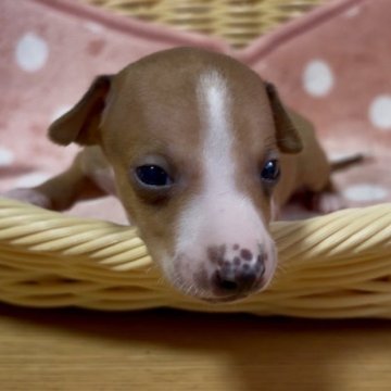 イタリアングレーハウンド【岩手県・男の子・2025年10月10日・レッドホワイト】の写真「可愛いレッドの男の子」