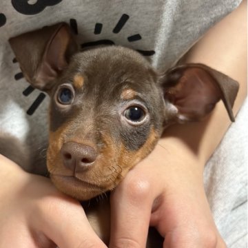 ミニチュアピンシャー【岩手県・男の子・2025年8月27日・チョコタン】の写真「可愛いチョコタンの男の子♡」