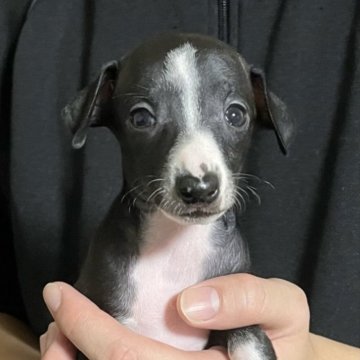 イタリアングレーハウンド【岩手県・女の子・2025年10月10日・シールホワイト】の写真「可愛いシールの女の子」