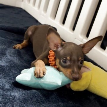 ミニチュアピンシャー【岩手県・女の子・2025年9月6日・チョコタン】の写真「オレンジの首輪の女の子」