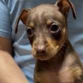 ミニチュアピンシャー