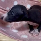 イタリアングレーハウンド【岩手県・女の子・2025年10月10日・シールホワイト】の写真3