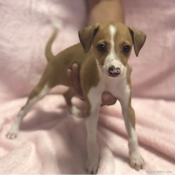 きゃりー 様のお迎えした子犬