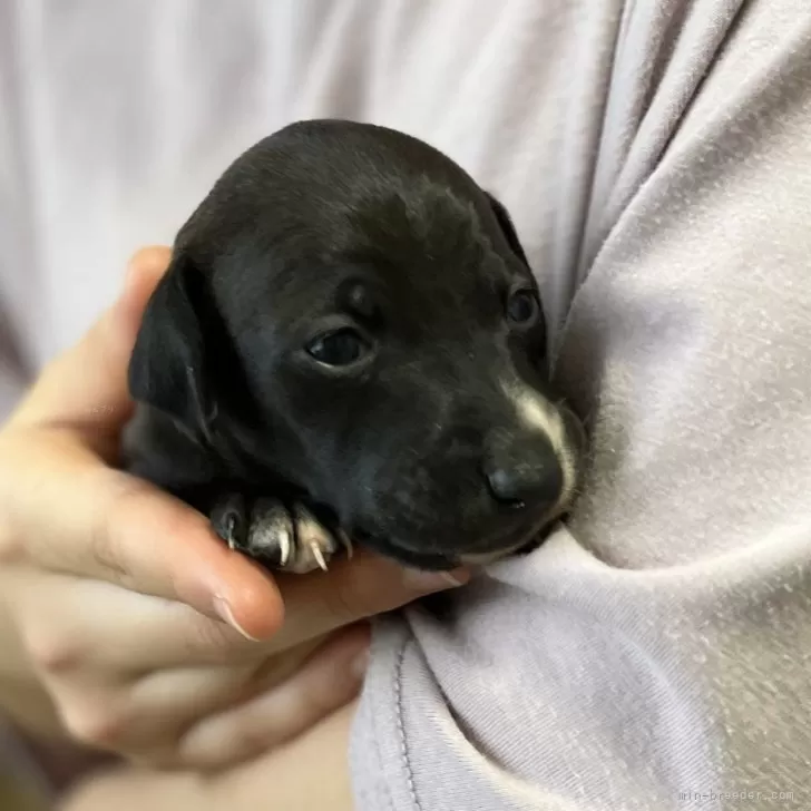 ID：2401-01027の子犬