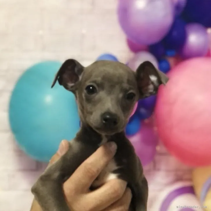 ID：2301-04697の子犬